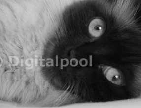 Katze